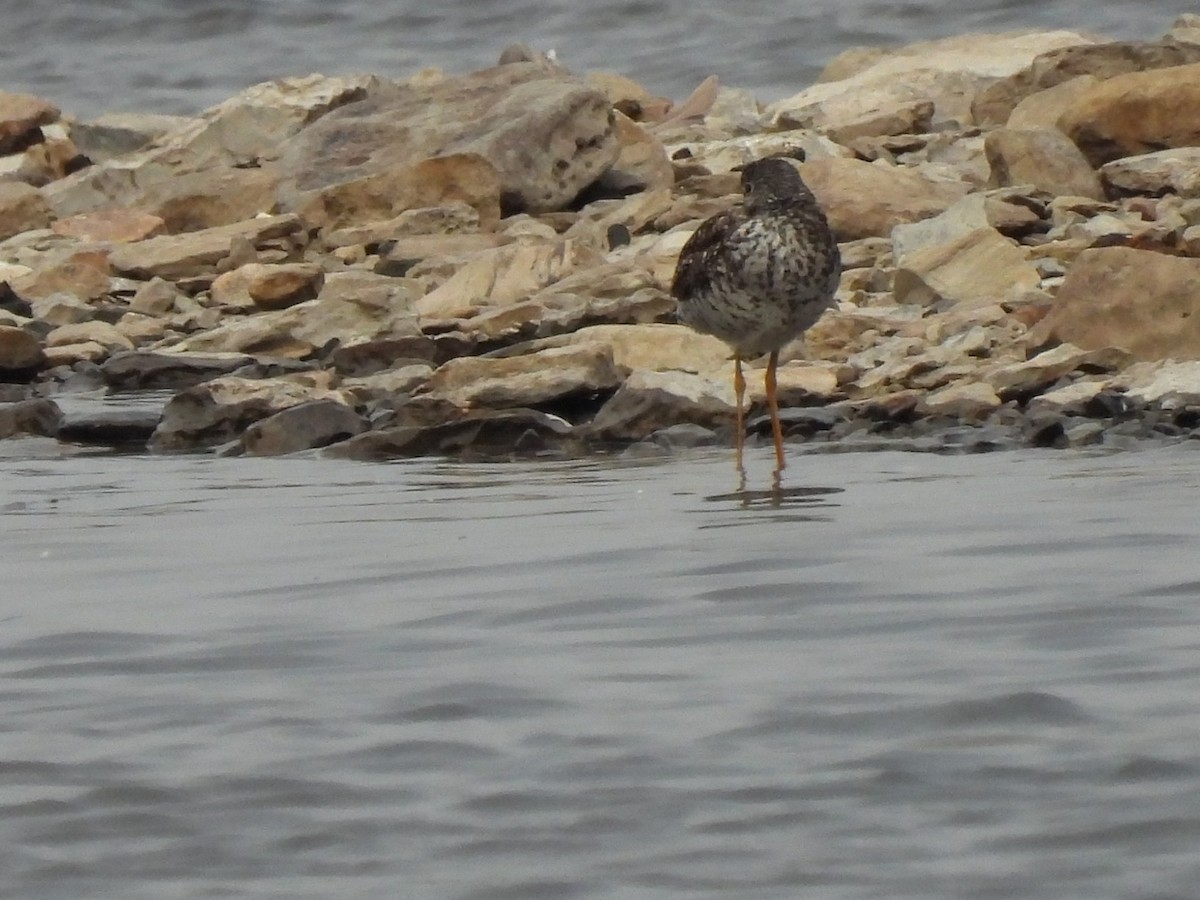 Greater Yellowlegs - ML584179901