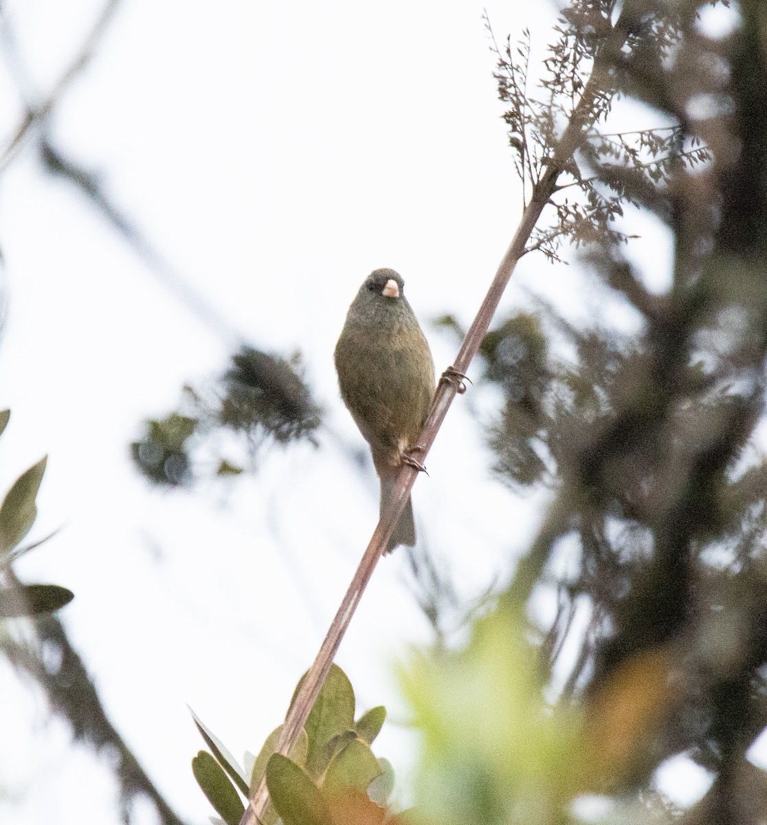 Paramo Seedeater - ML584180441