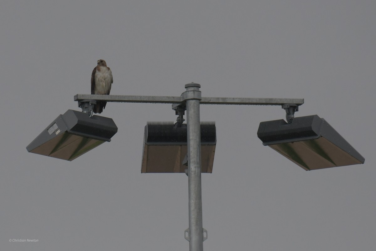 Red-tailed Hawk - Christian Newton