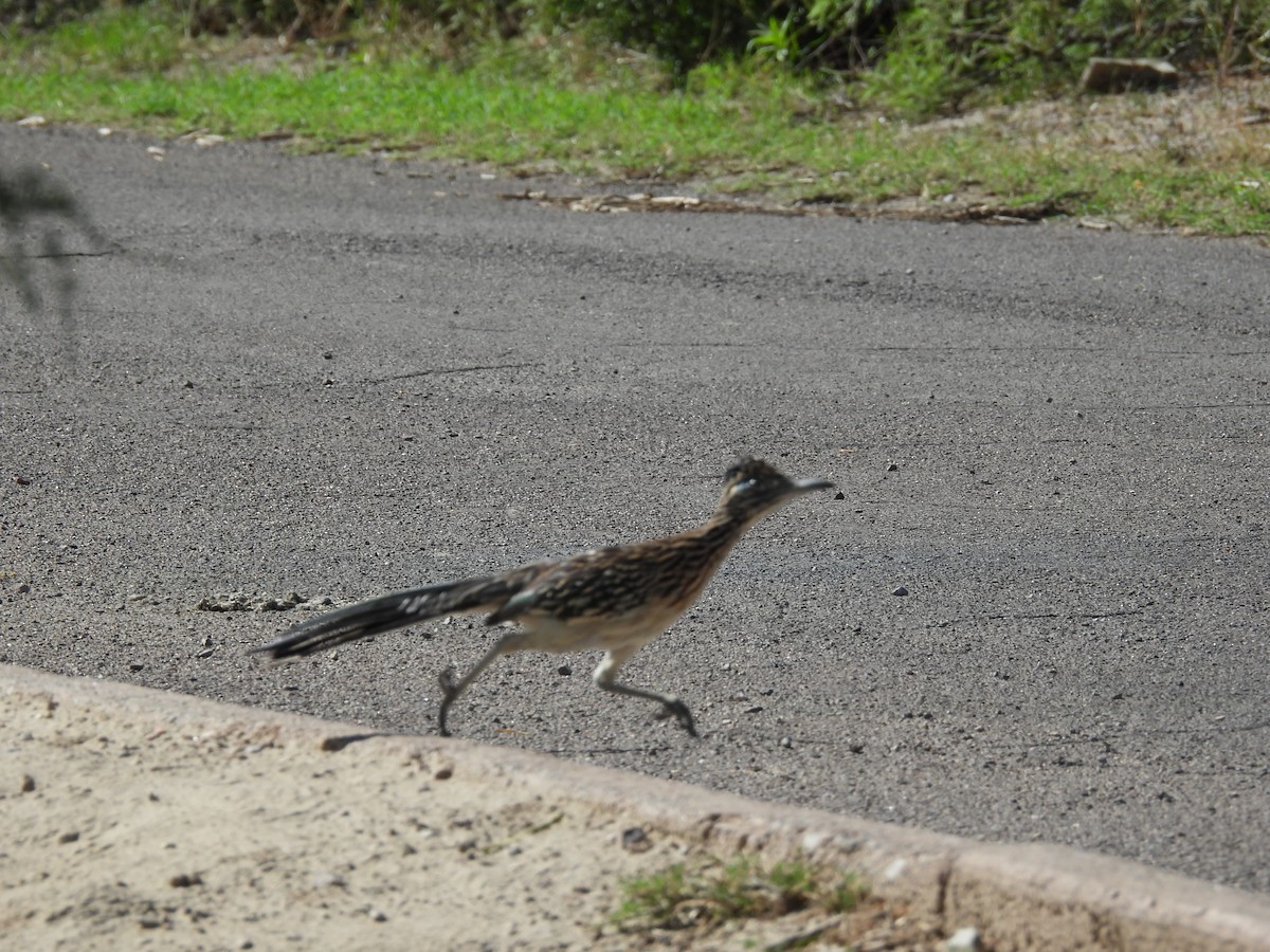 Greater Roadrunner - ML584183071