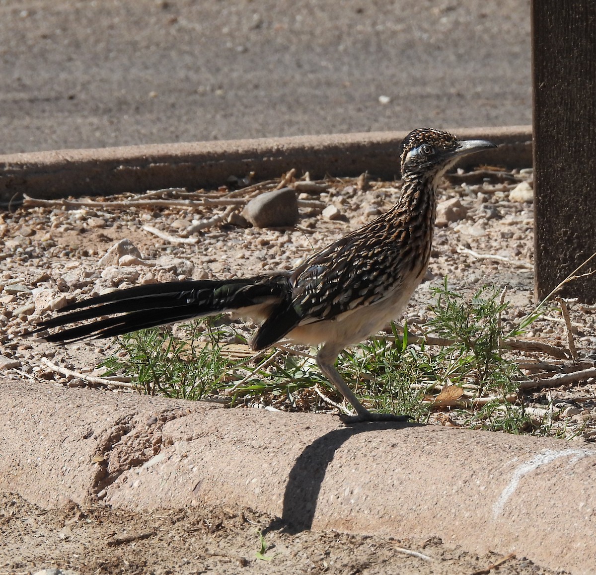 Greater Roadrunner - ML584183081