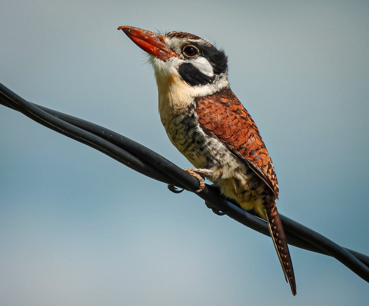 White-eared Puffbird - Selene Davey