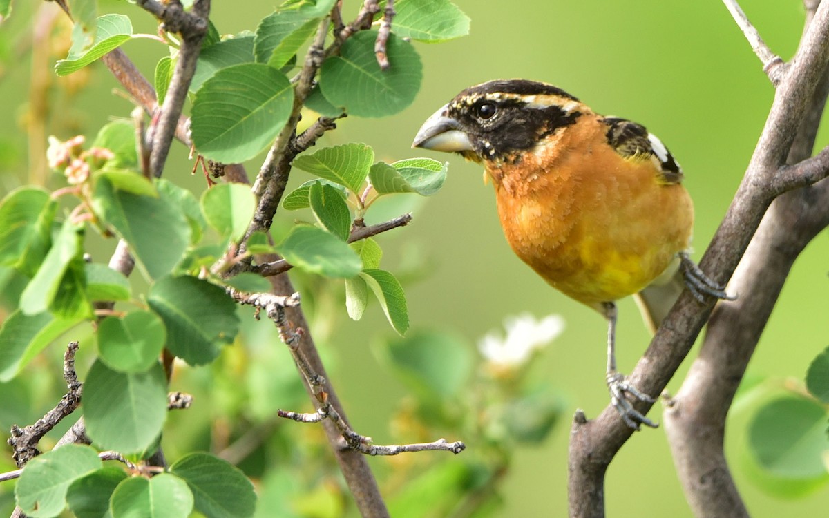 Black-headed Grosbeak - Don Weber