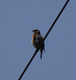 Eastern Bluebird - ML584183871