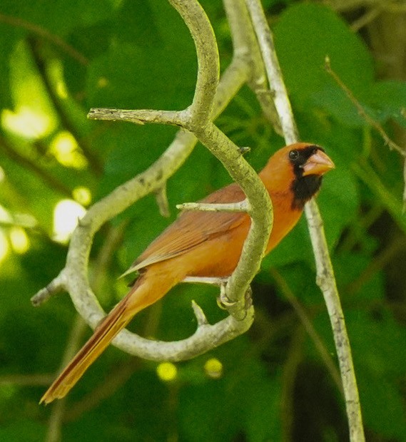 Northern Cardinal - ML584184111