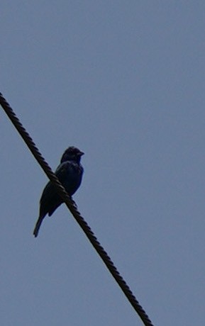 Blue Grosbeak - ML584184181