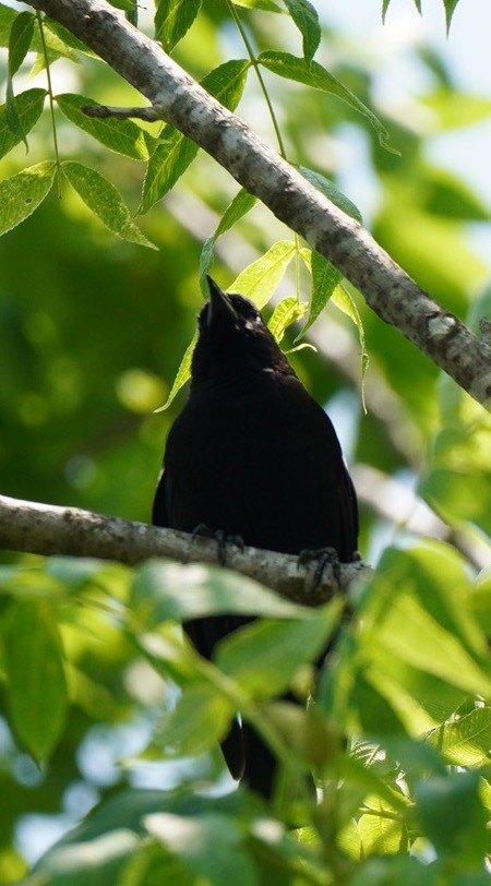 Red-winged Blackbird - ML584184241