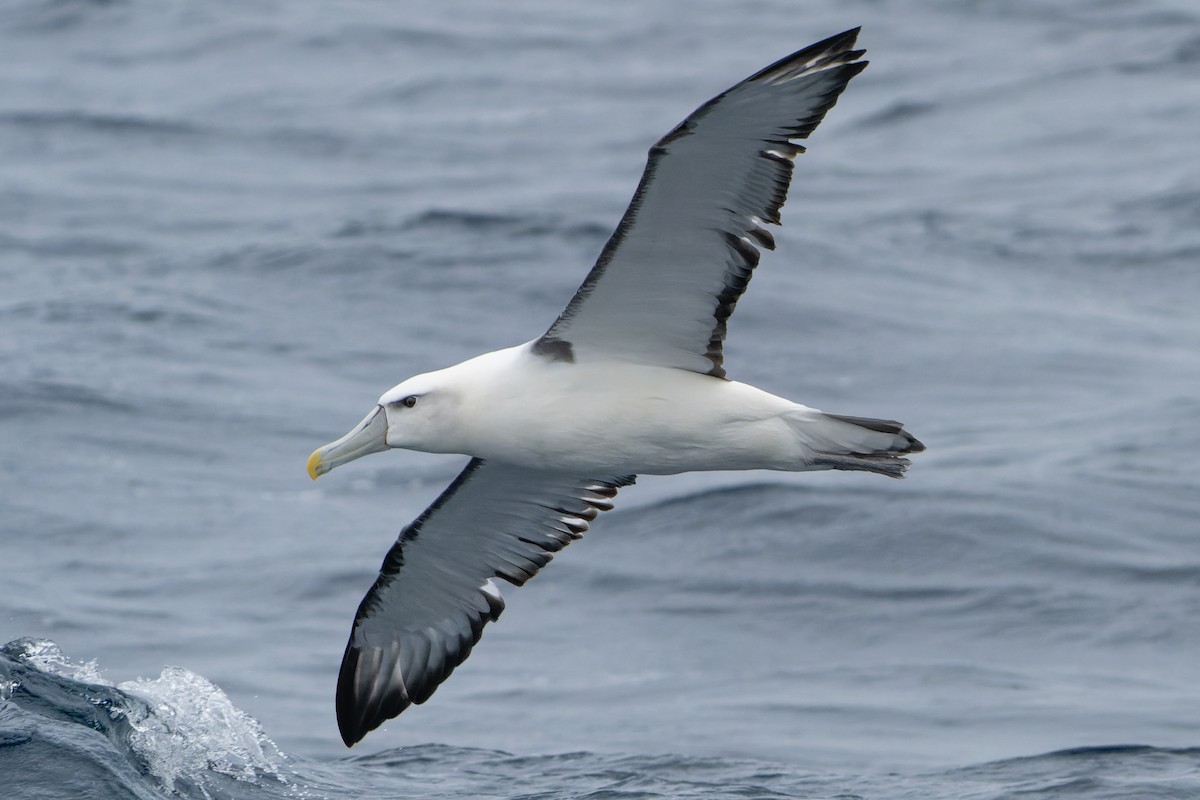 White-capped Albatross - James Churches