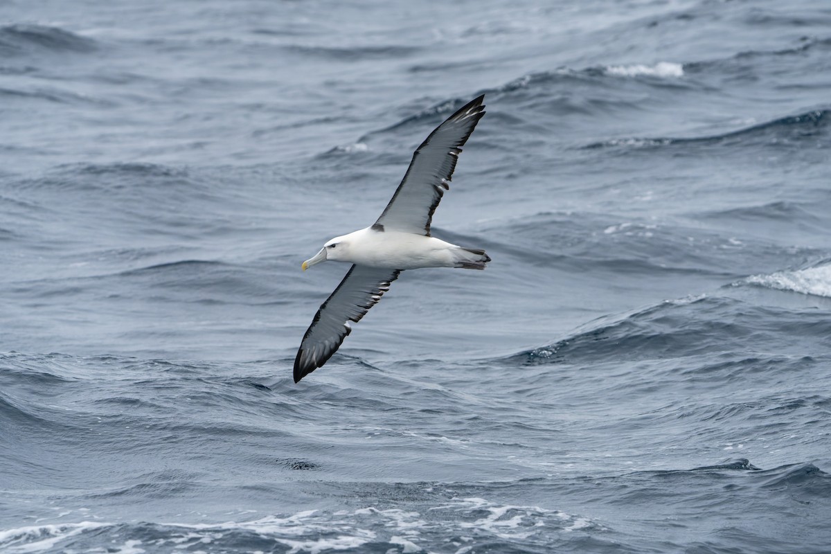 White-capped Albatross - James Churches