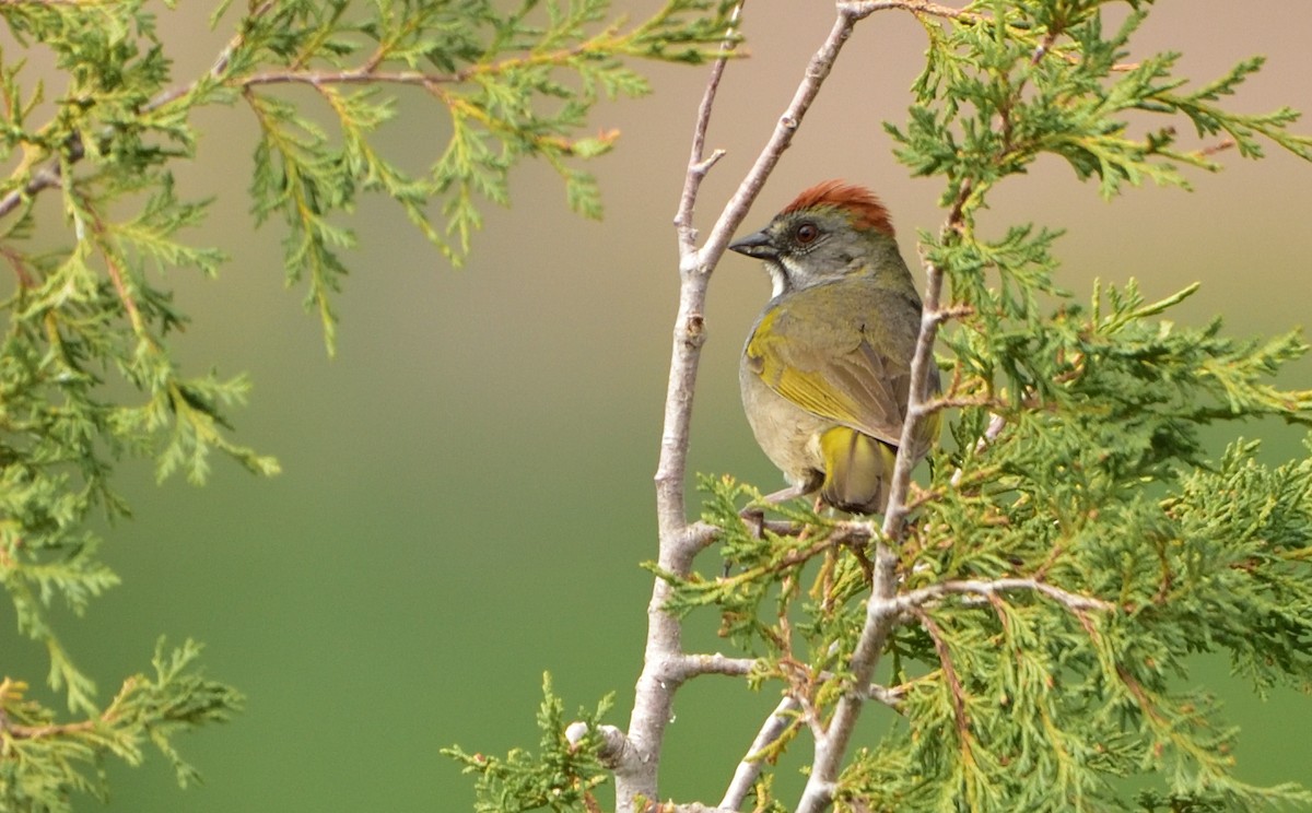 Green-tailed Towhee - Don Weber