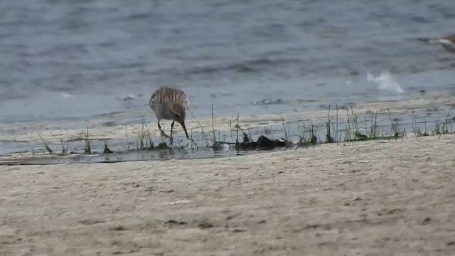 White-rumped Sandpiper - ML584185741