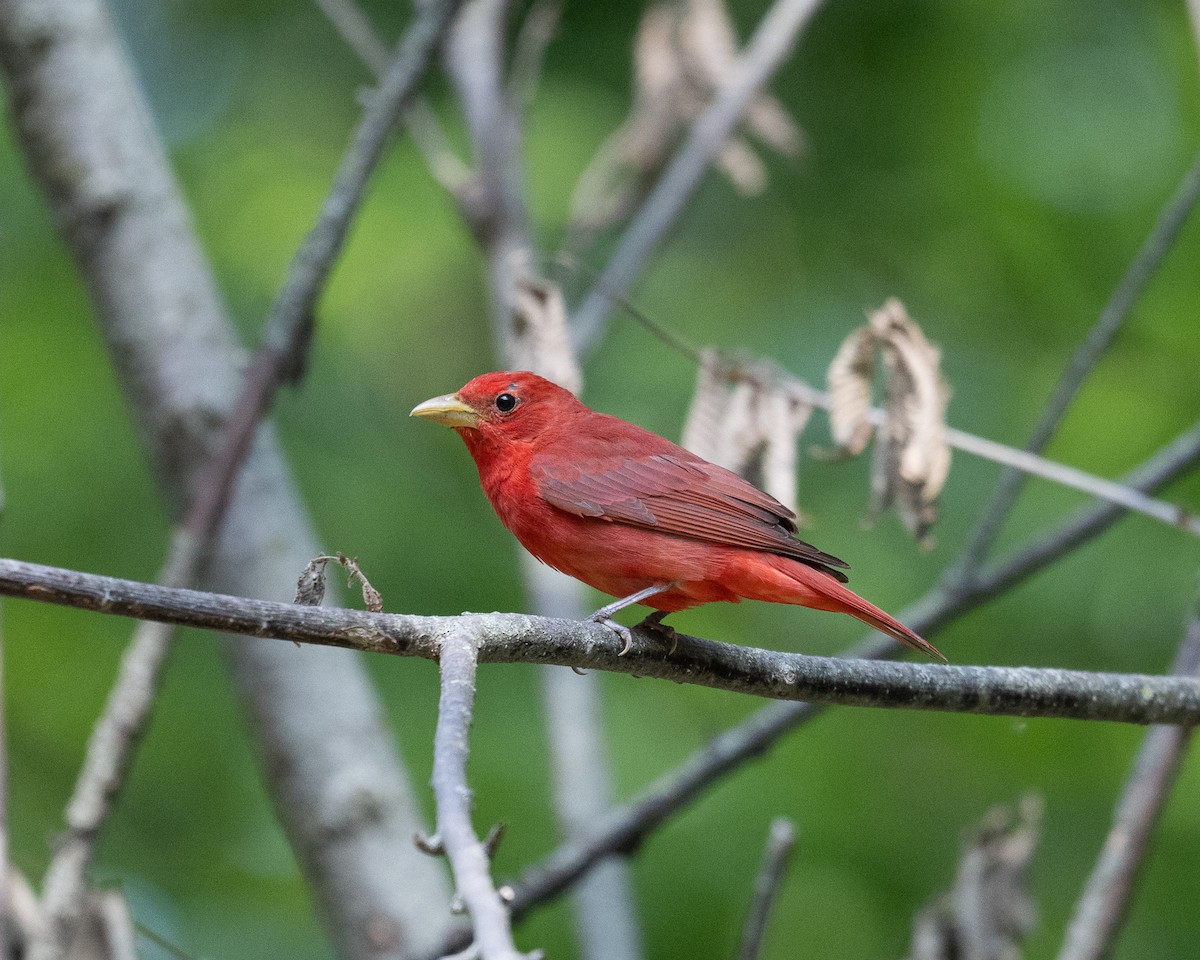 Summer Tanager - ML584186361