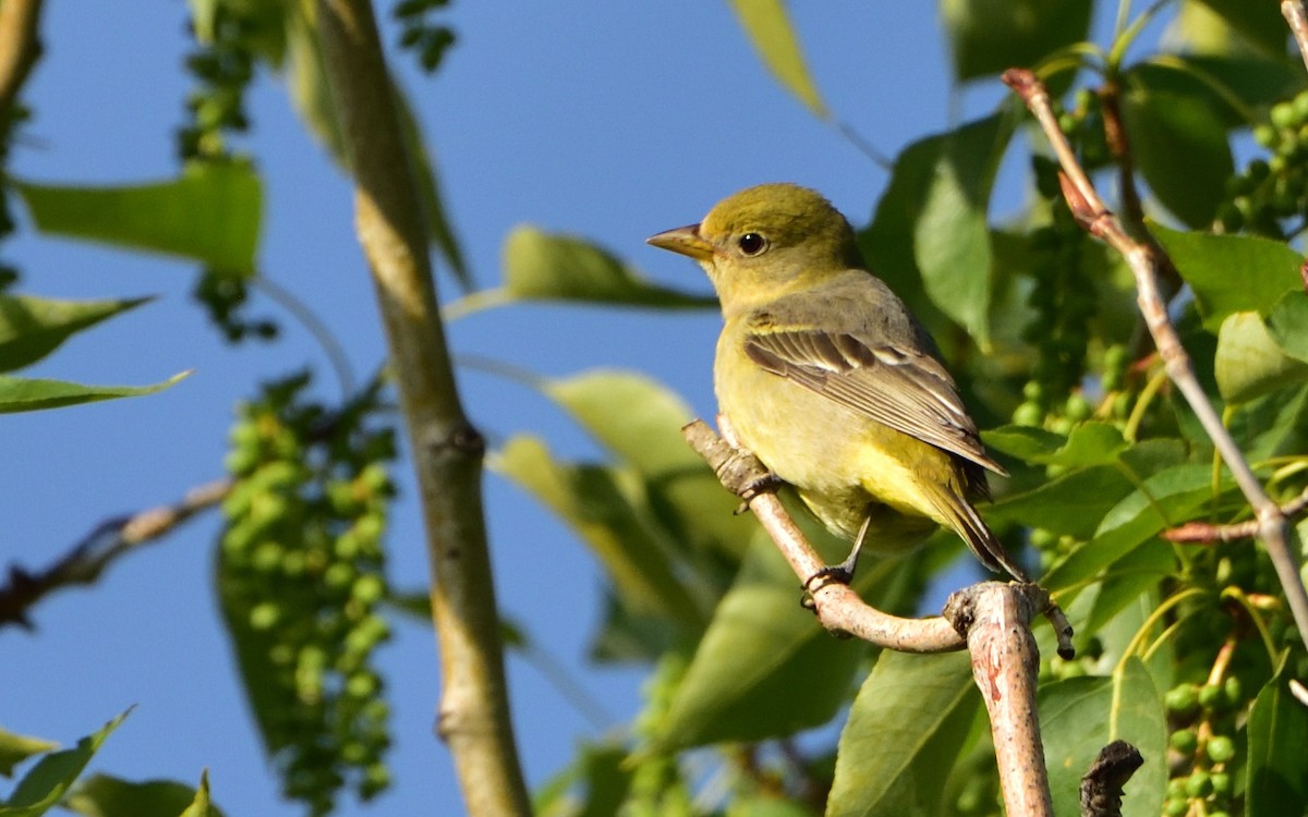 Piranga Carirroja - ML584186541