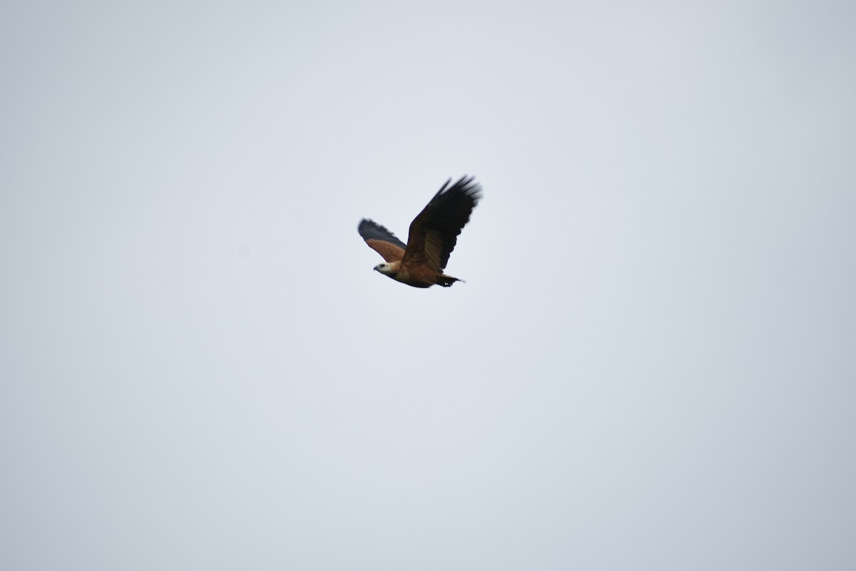 Black-collared Hawk - Antony Navas