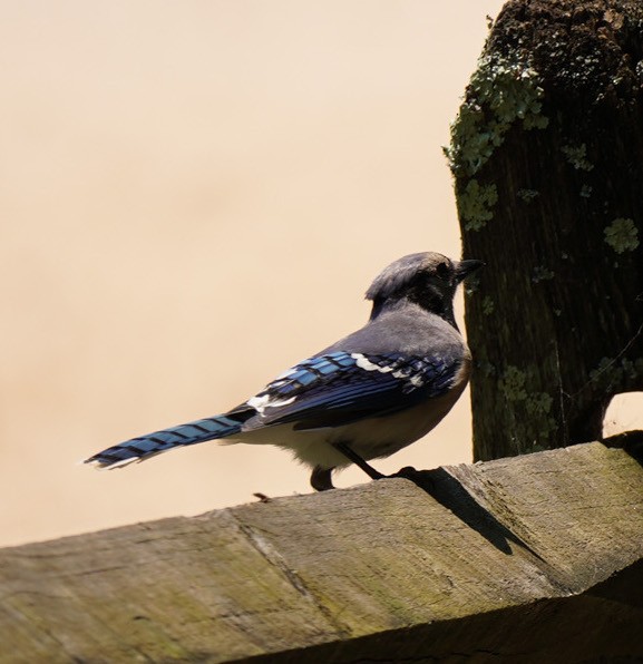 Blue Jay - ML584187221