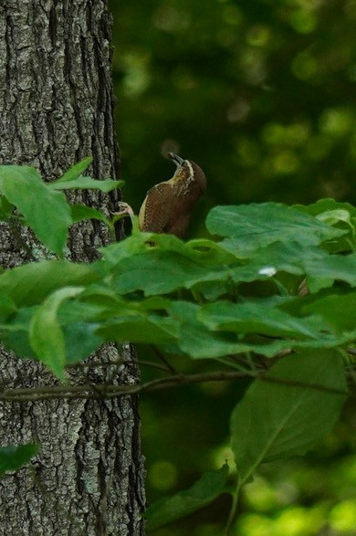 Carolina Wren - ML584187391