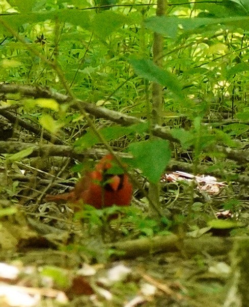 Northern Cardinal - ML584187621