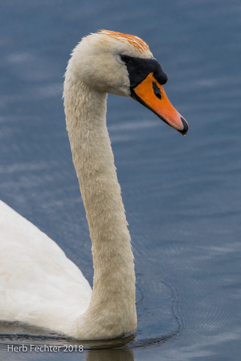 Mute Swan - ML584188861