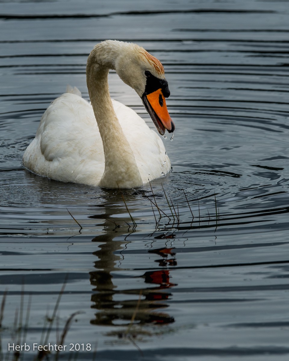 Mute Swan - ML584188871