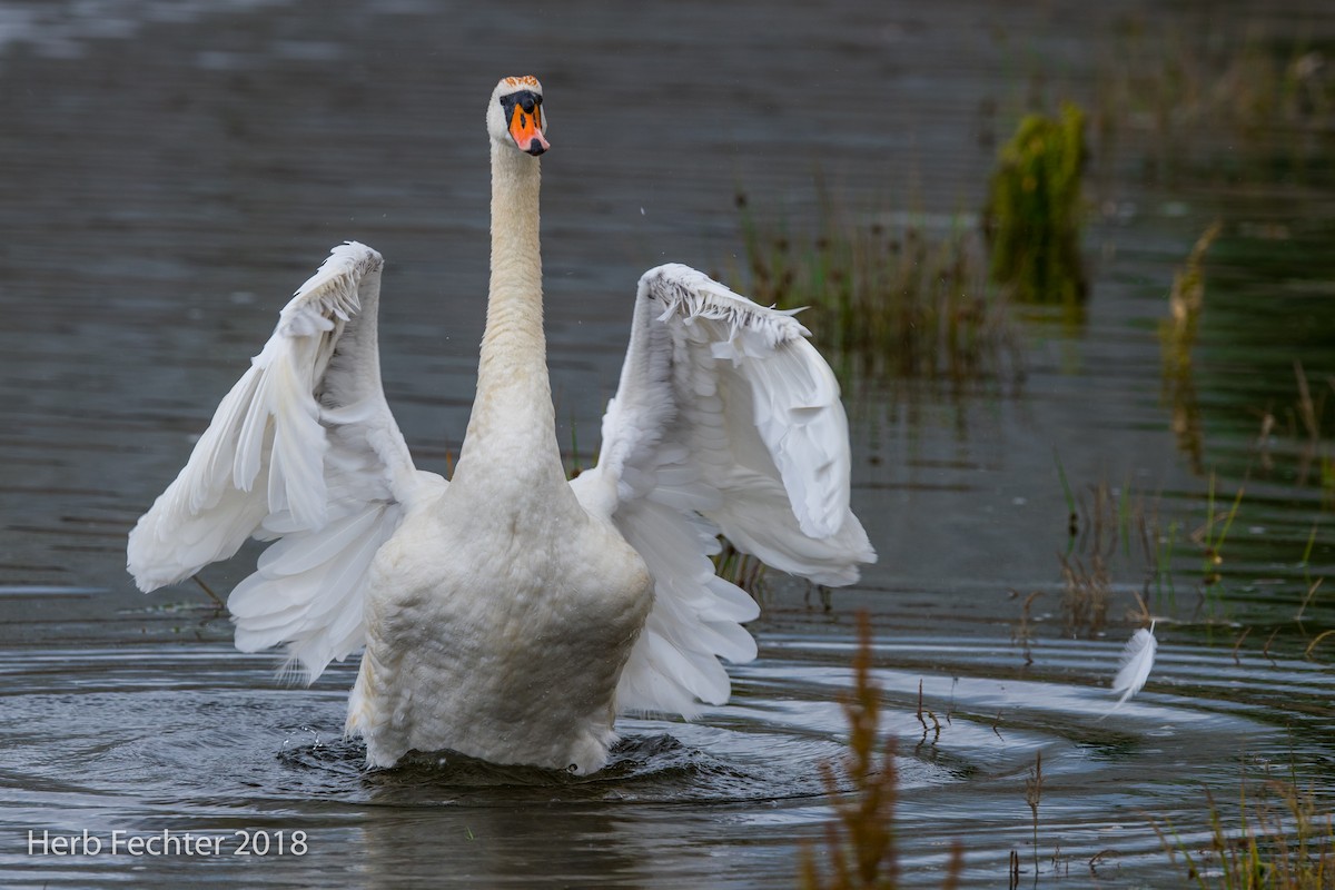 Mute Swan - ML584188891