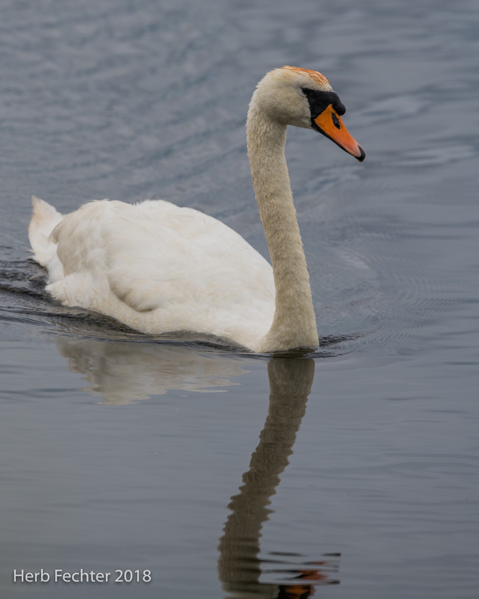 Mute Swan - ML584188901