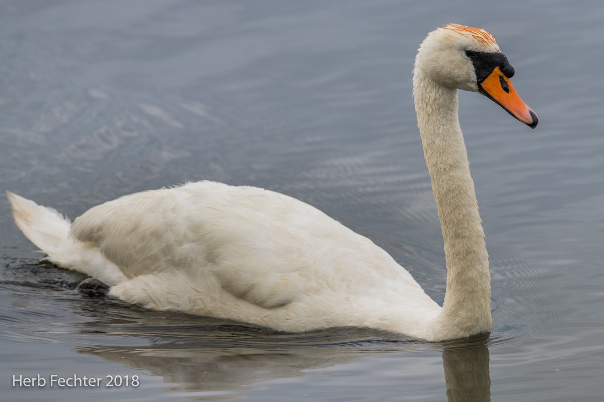 Mute Swan - ML584188961