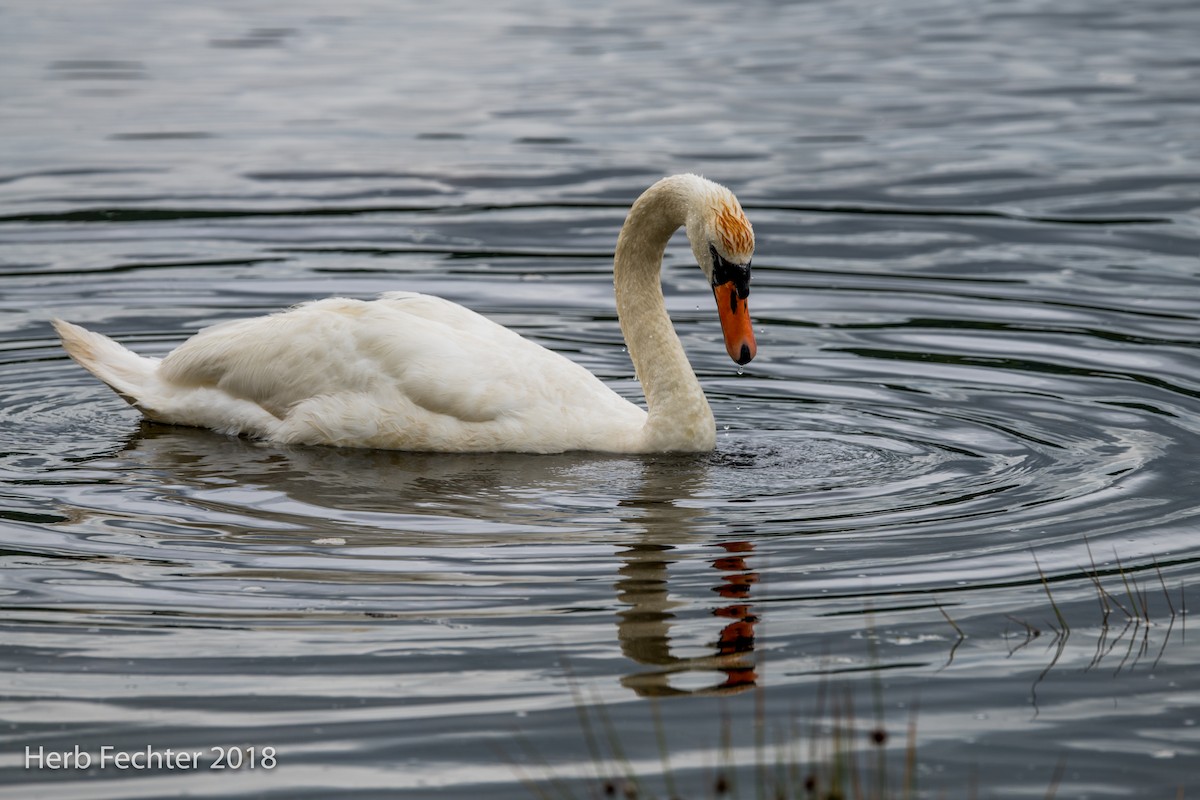 Mute Swan - ML584188981