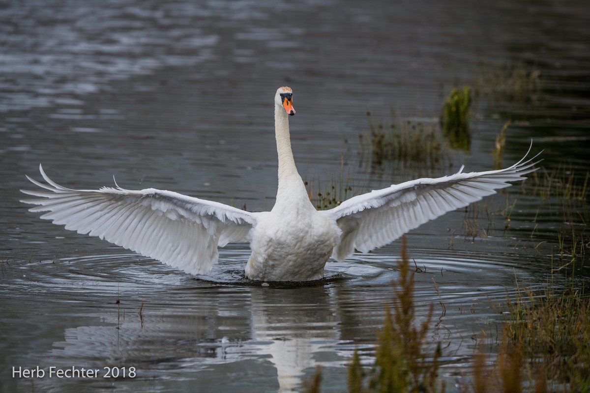 Mute Swan - ML584188991