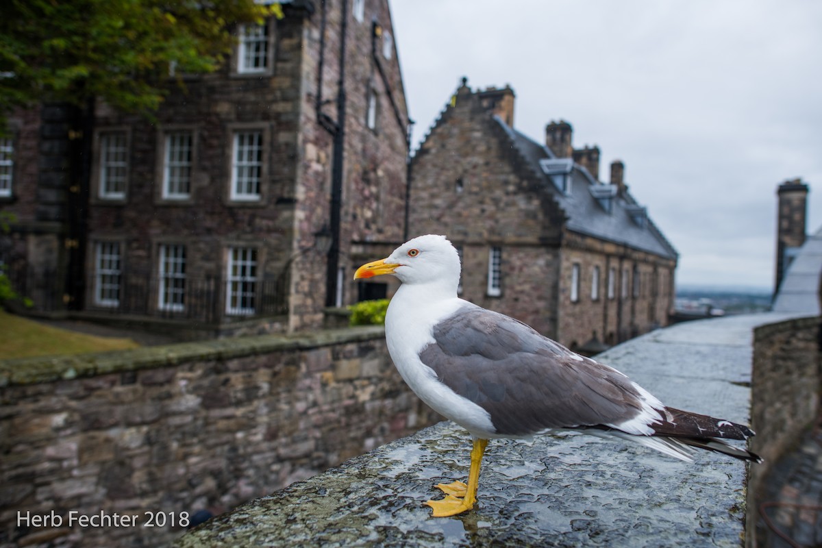 Lesser Black-backed Gull - ML584189531