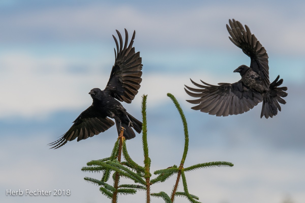 Carrion Crow - Herbert Fechter