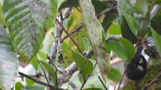 Tyranneau à face d'or - ML584189981