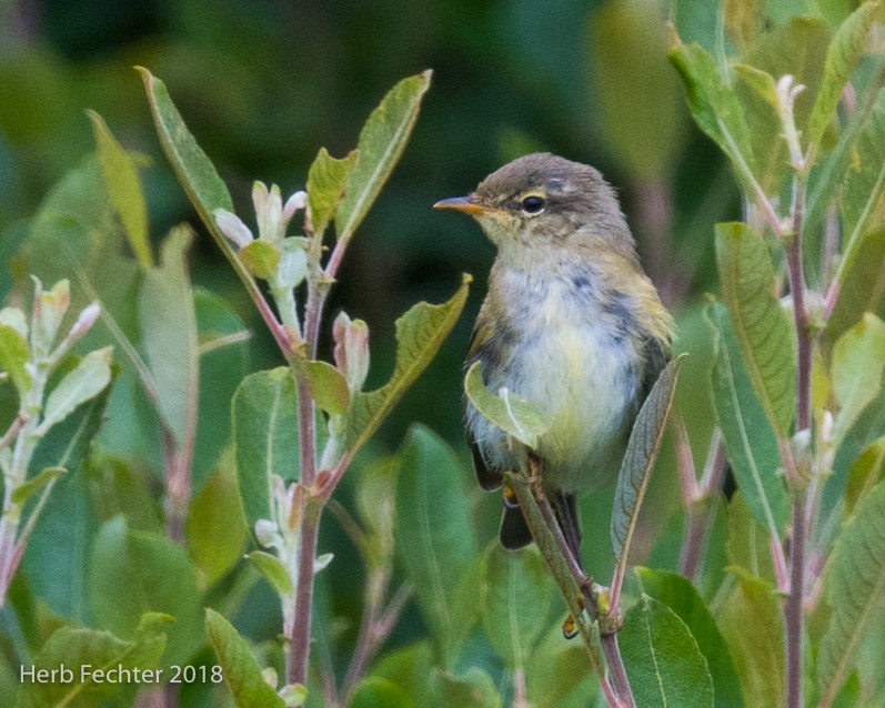 Willow Warbler - ML584190011