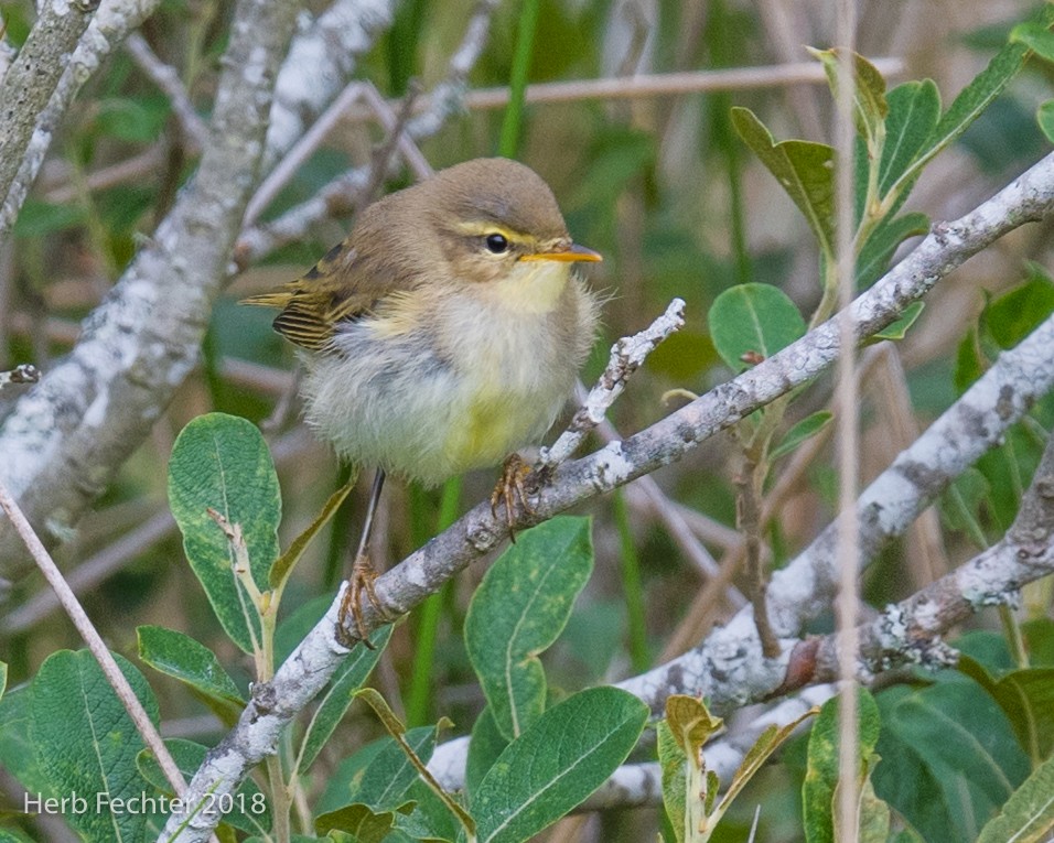 Willow Warbler - Herbert Fechter