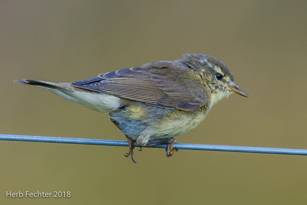 Willow Warbler - ML584190031