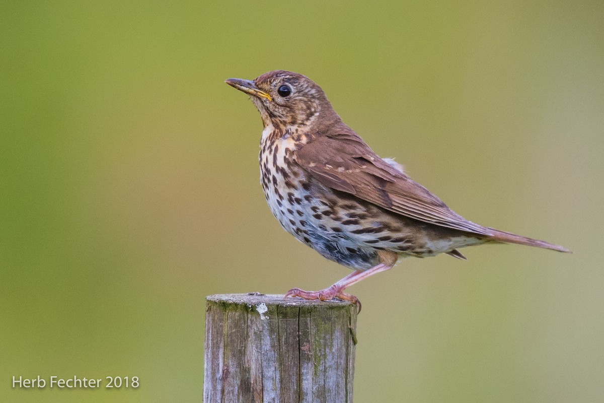 Song Thrush - Herbert Fechter