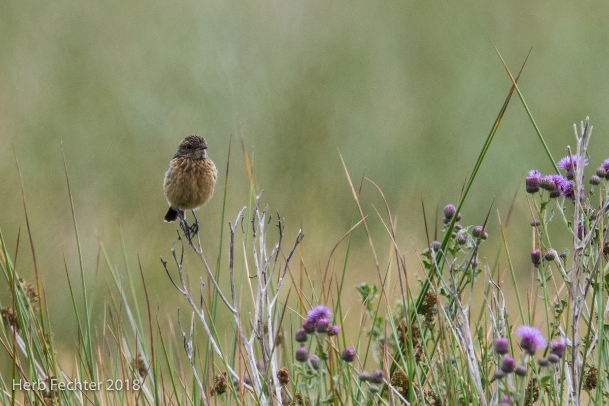 European Stonechat - Herbert Fechter