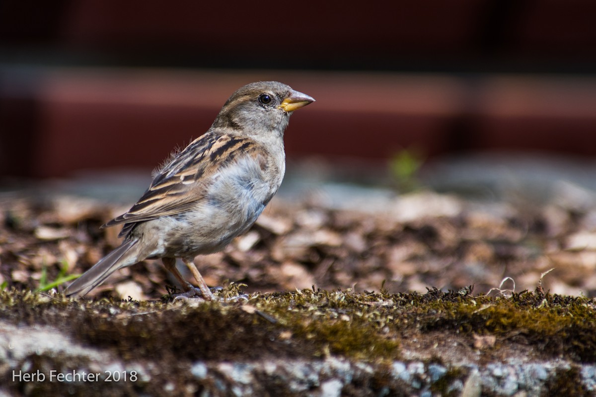 Moineau domestique - ML584190291