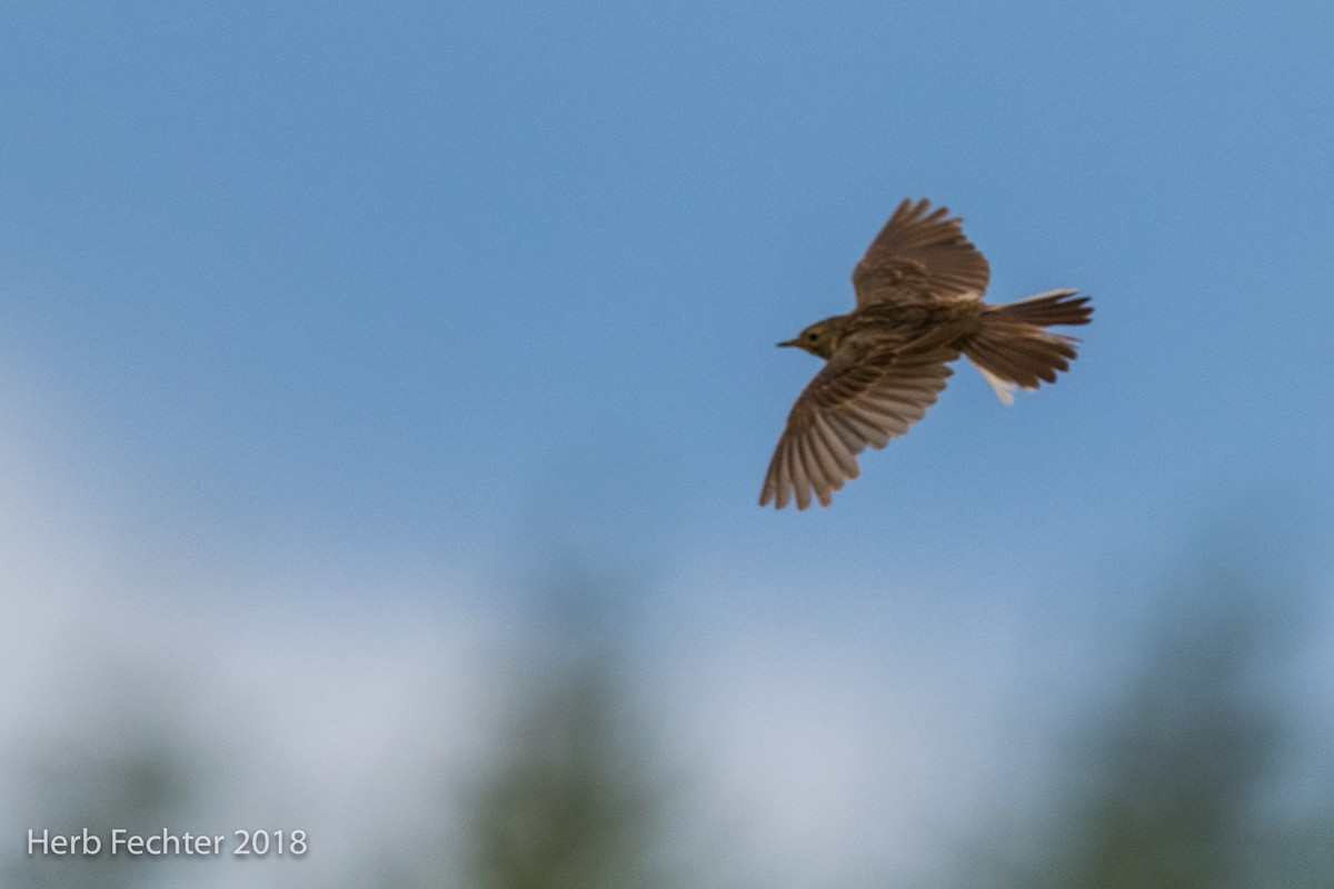 Meadow Pipit - Herbert Fechter