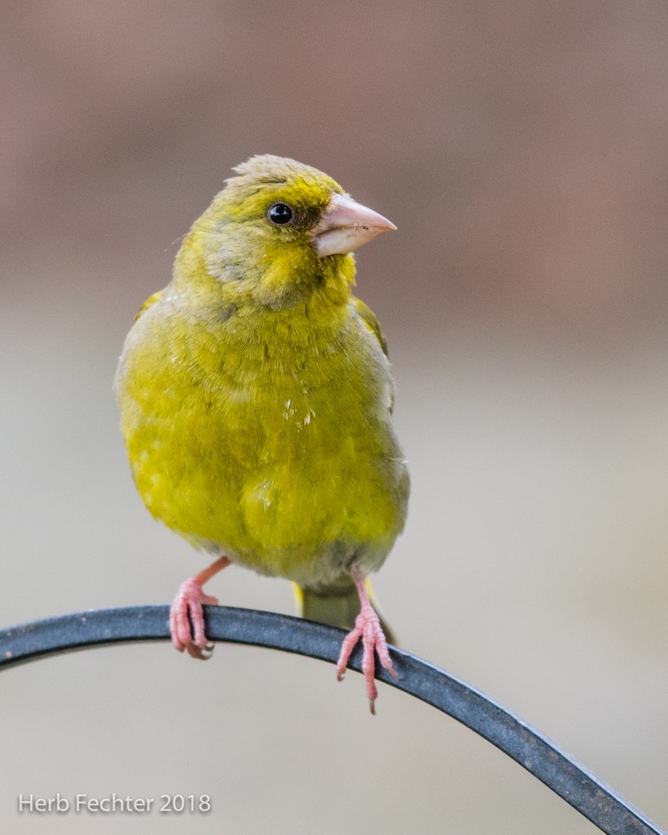 European Greenfinch - Herbert Fechter