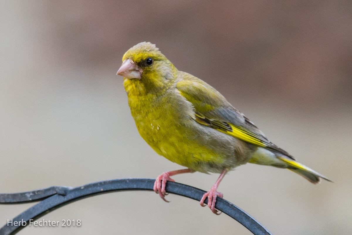 European Greenfinch - ML584190481