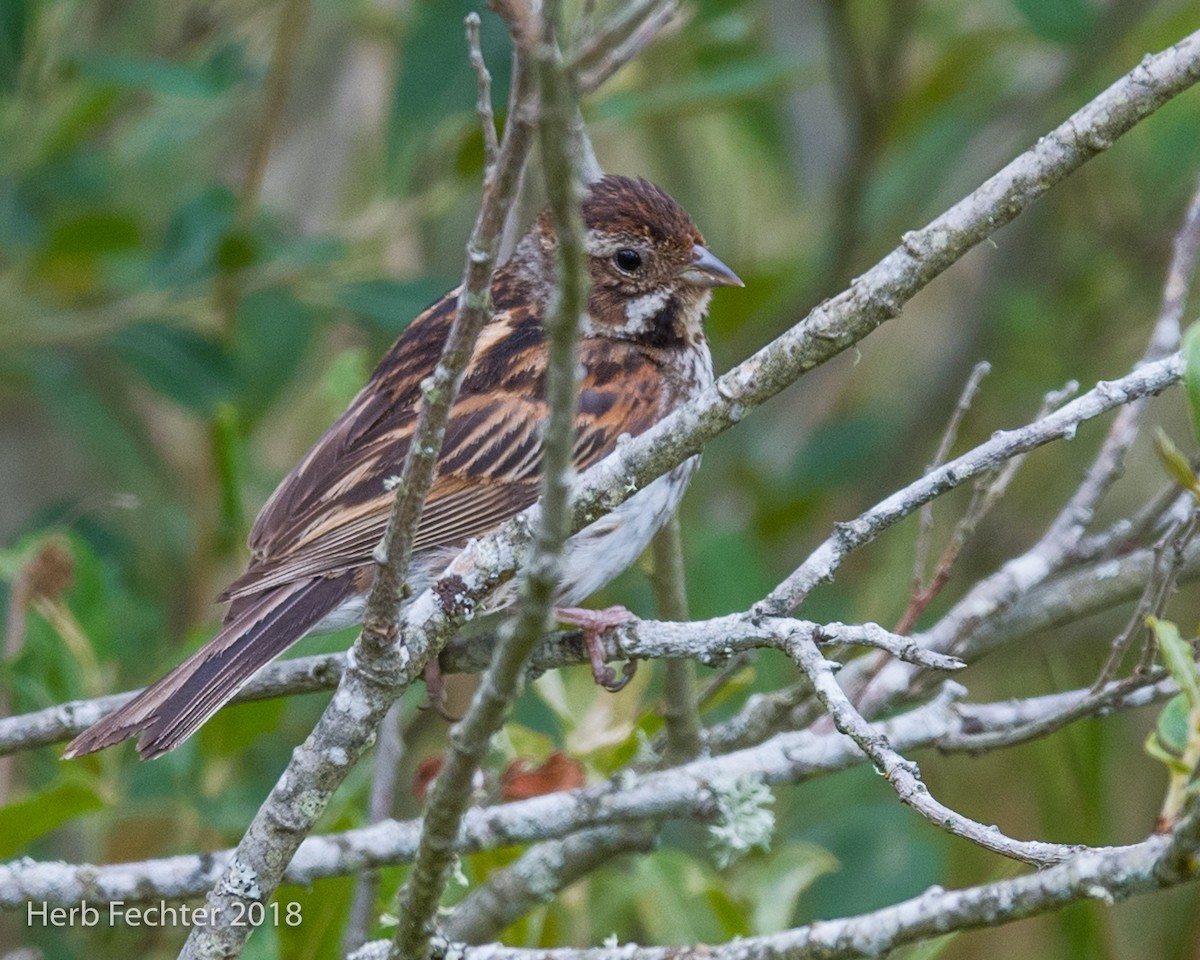 Reed Bunting - Herbert Fechter