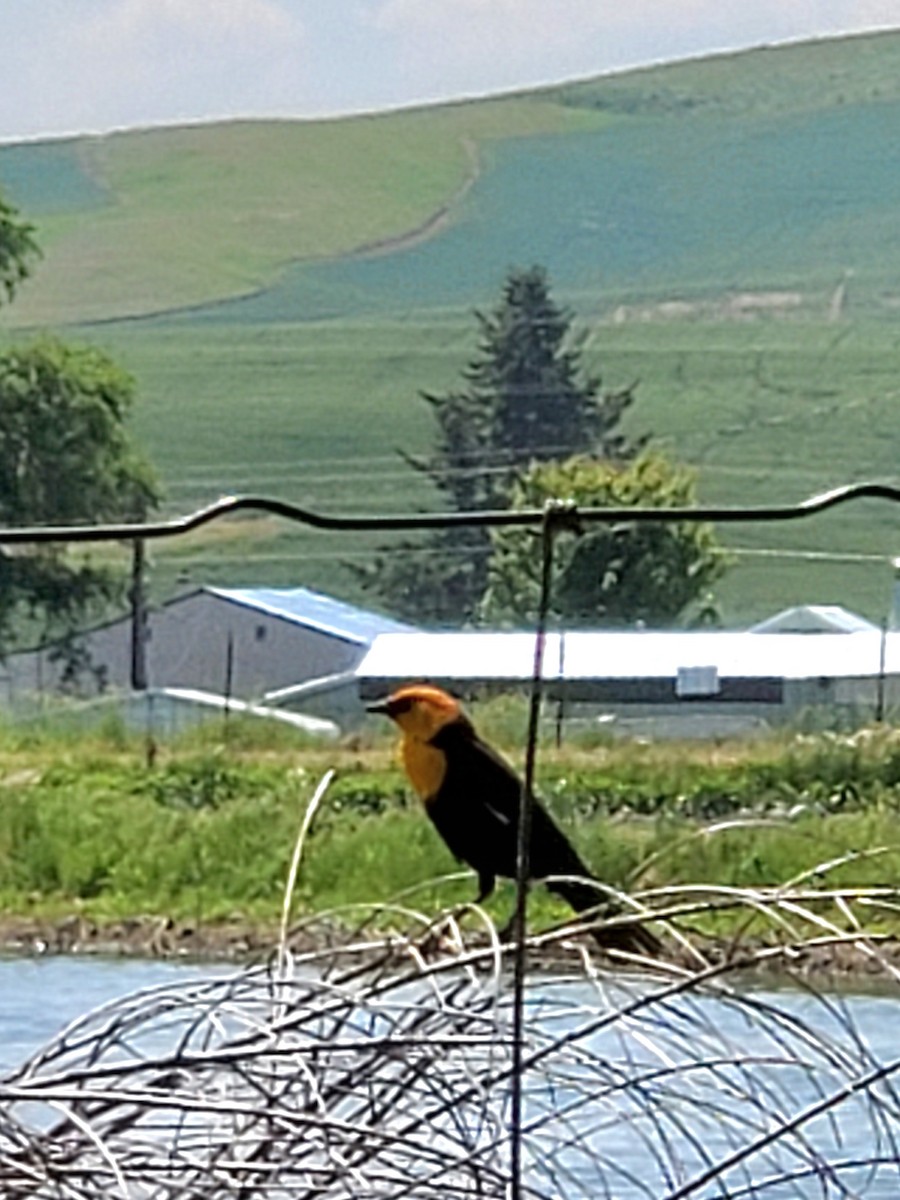 Yellow-headed Blackbird - Tom Schooley