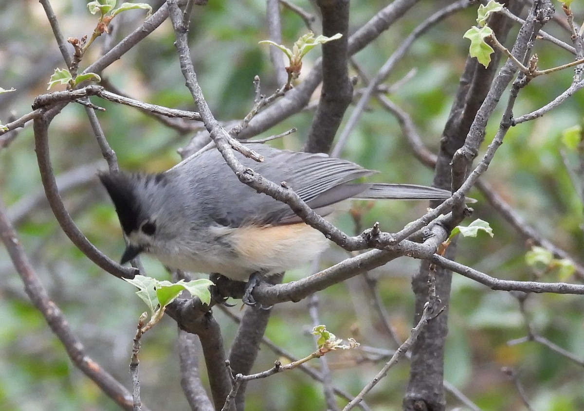 Black-crested Titmouse - ML584190941