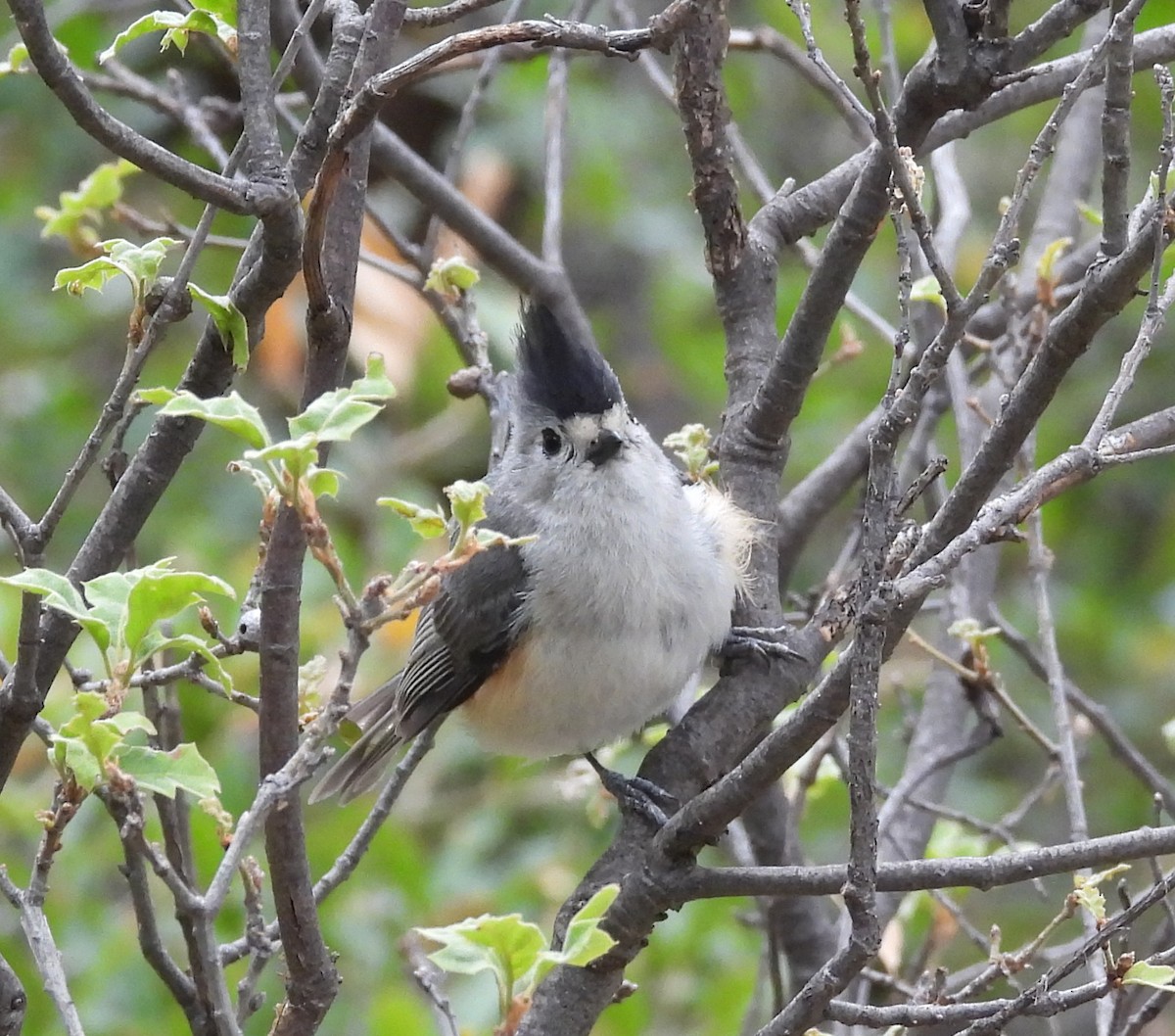 Black-crested Titmouse - ML584190951