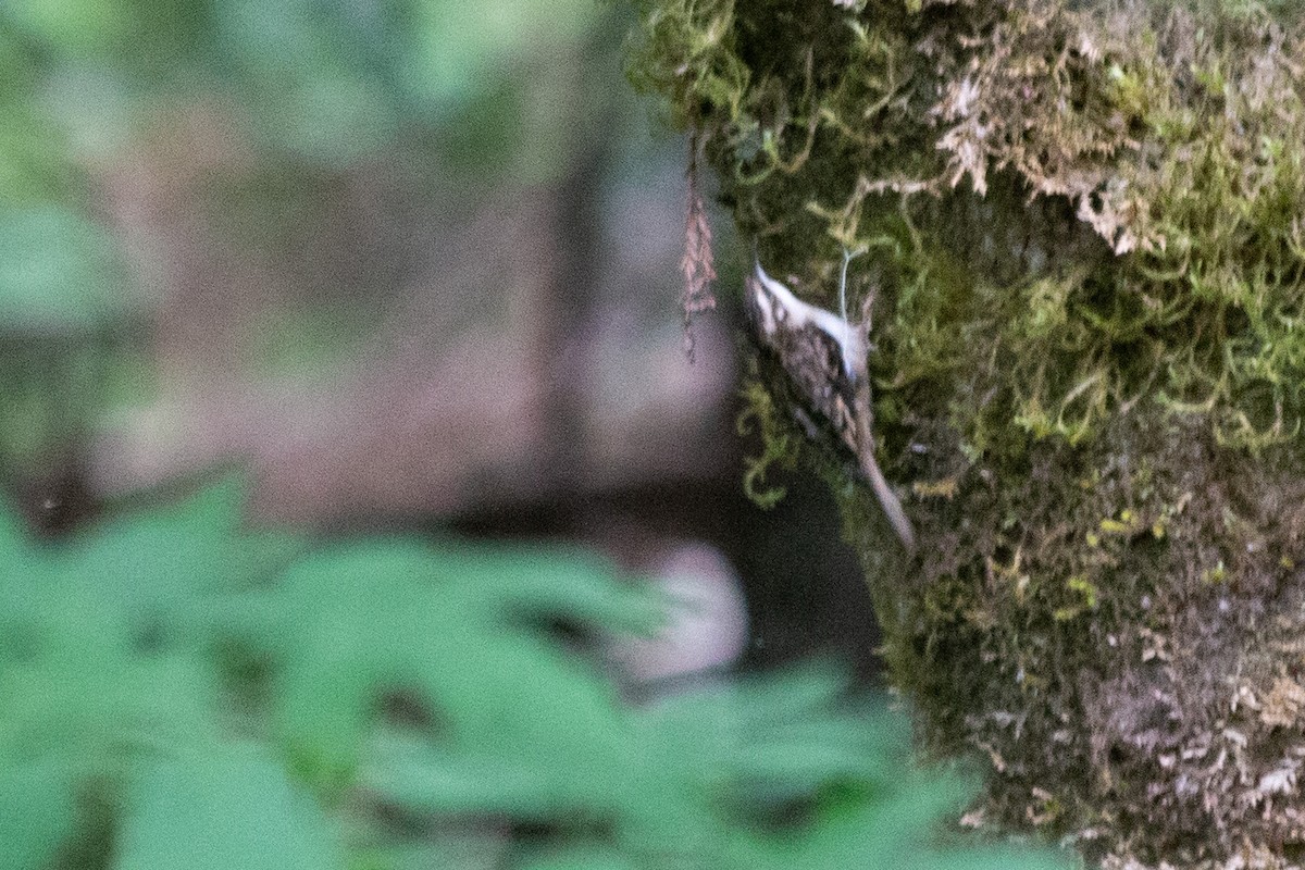 Brown Creeper (occidentalis Group) - Michael Long
