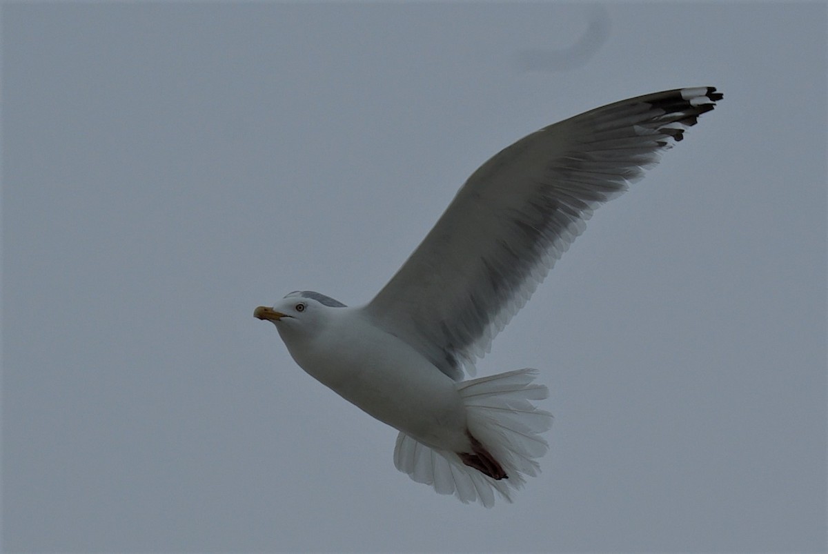 Gaviota Argéntea - ML58419131