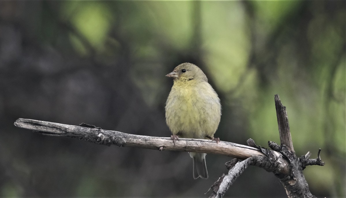 Lesser Goldfinch - Andrea Webb