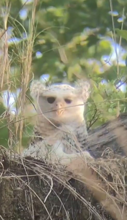 Spot-bellied Eagle-Owl - ML584191581