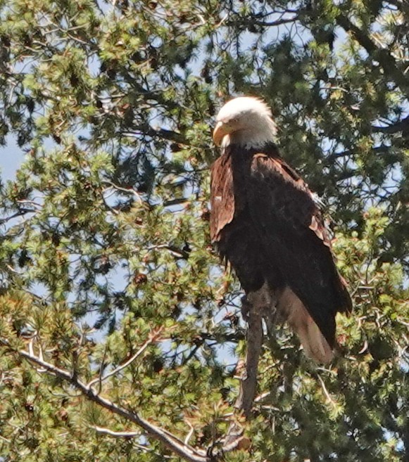 Bald Eagle - Diane Drobka