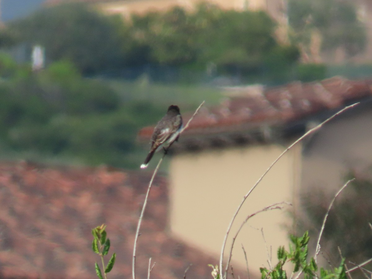 Eastern Kingbird - ML584194711